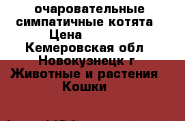 очаровательные симпатичные котята › Цена ­ 1 000 - Кемеровская обл., Новокузнецк г. Животные и растения » Кошки   